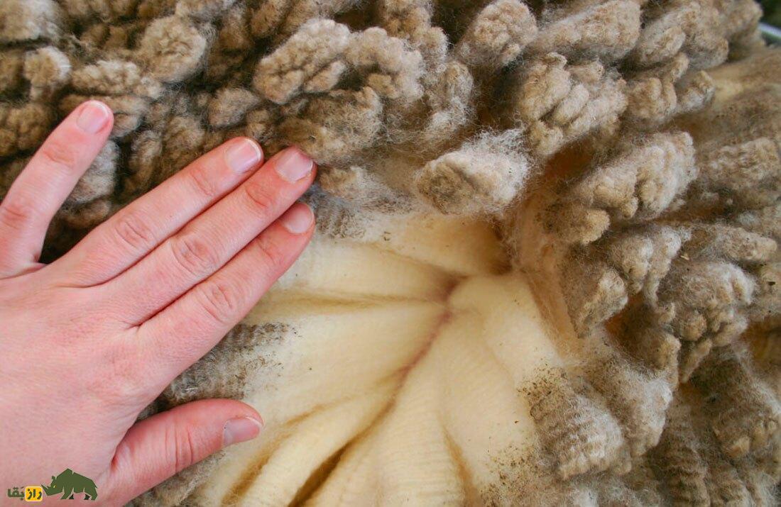 کشف یک گوسفند عجیب؛ گوسفندی که کچلی و موخوره را برای همیشه درمان خواهد کرد!