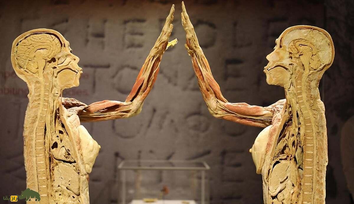 آیا انسان‌های باستان مو‌های ناحیه تناسلی خود را می‌تراشیدند؟!