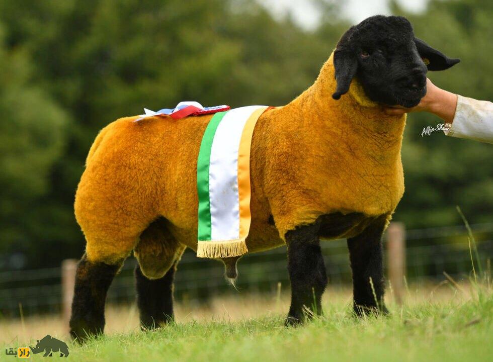 گوسفند سافولک؛ گوسفند طلایی که دو میلیارد تومان قیمت دارد!