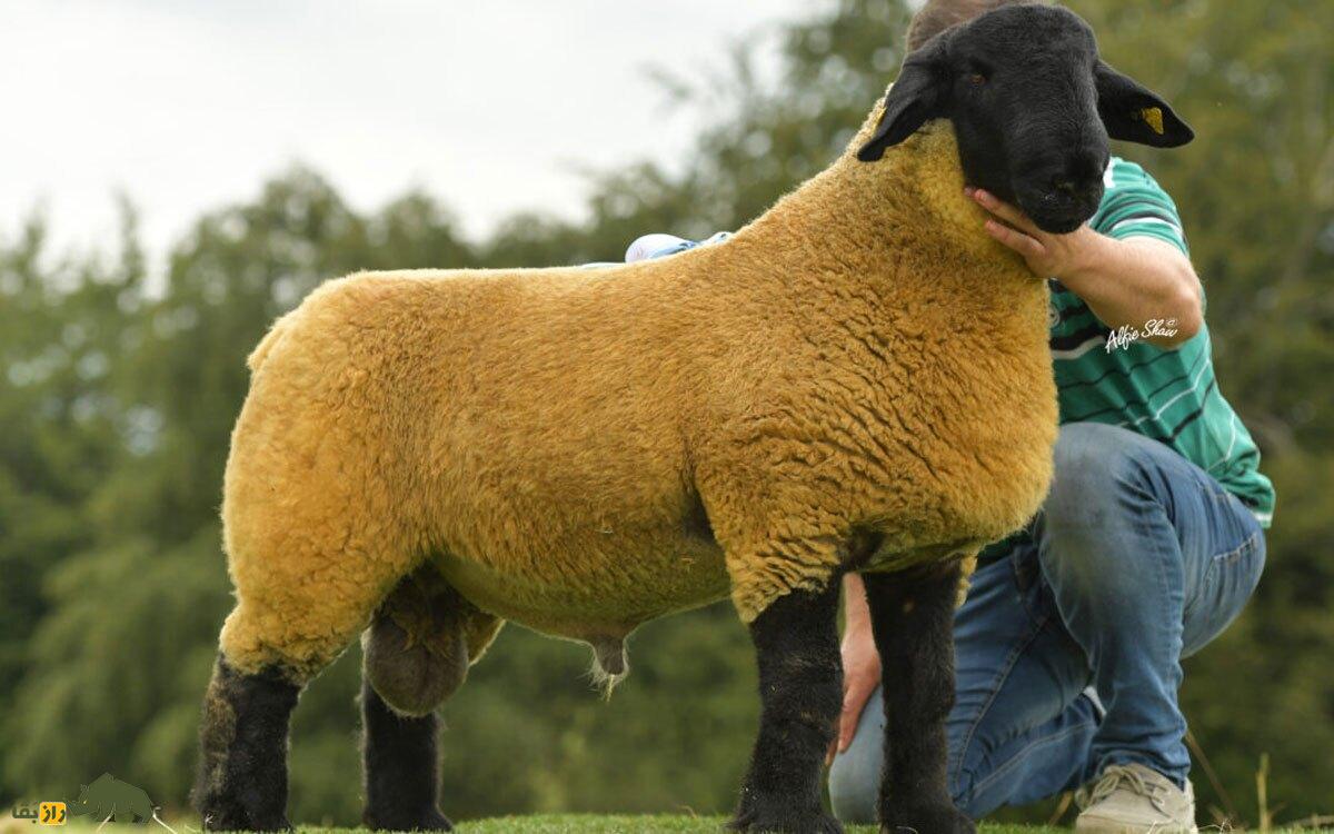 گوسفند سافولک؛ گوسفند طلایی که دو میلیارد تومان قیمت دارد!