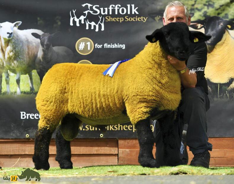 گوسفند سافولک؛ گوسفند طلایی که دو میلیارد تومان قیمت دارد!