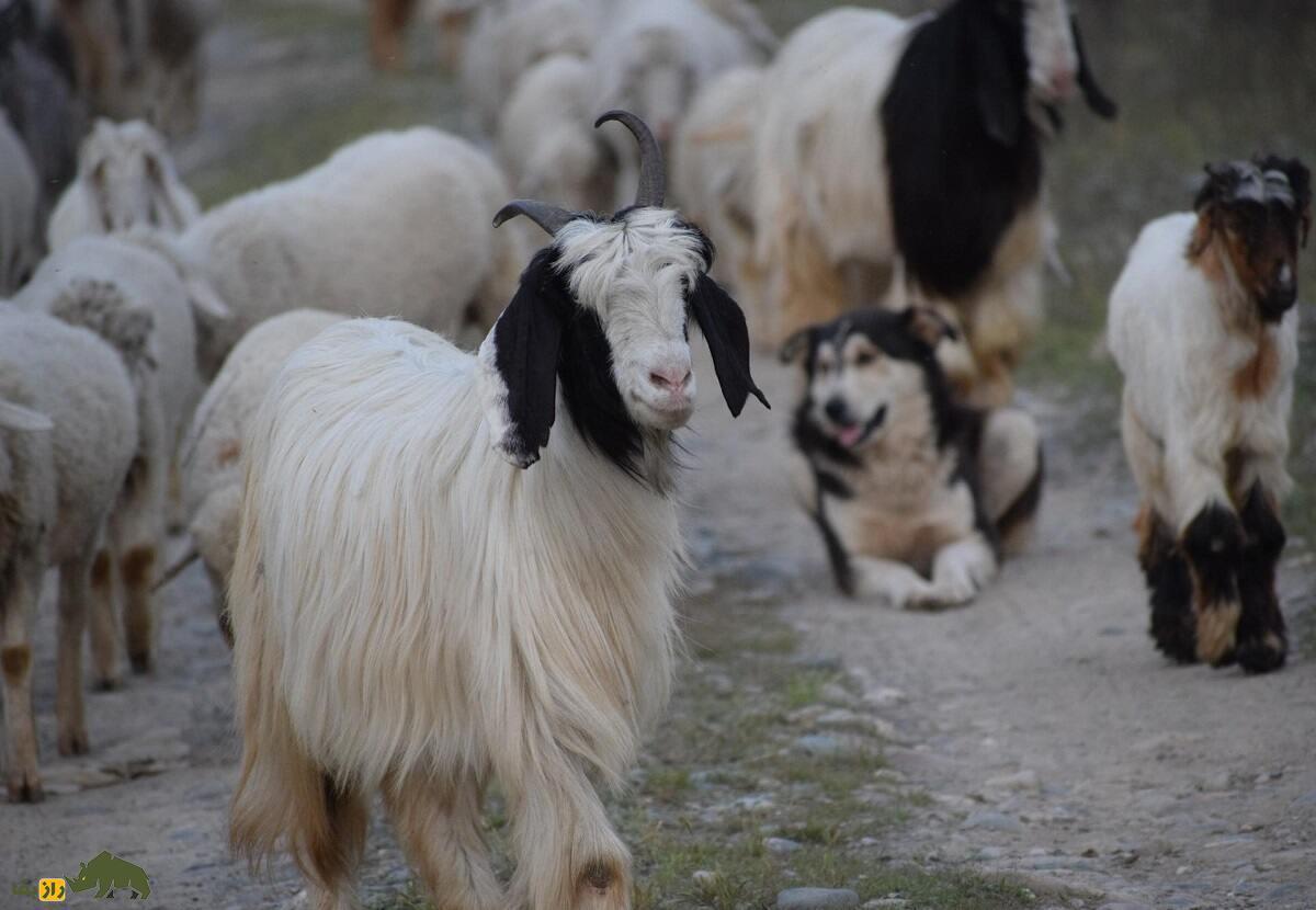 بز کشمیر؛ حیوانی که 700 میلیون دلار پول از آن می‌چکد!