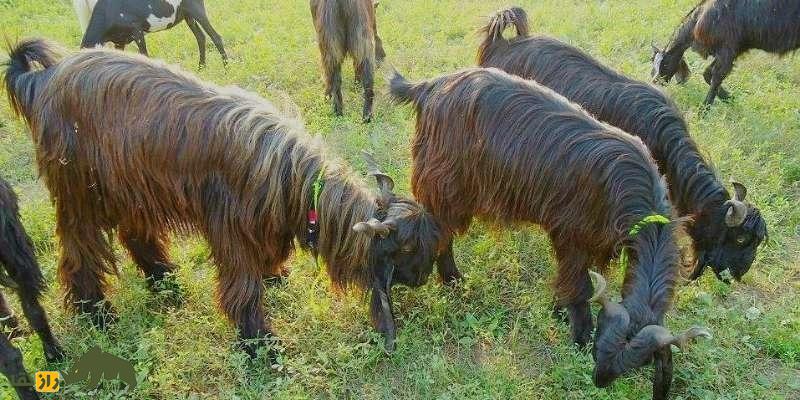 «بز دینپناه»؛ هیولای ۴۵۰ کیلویی پاکستانی که روزی ۲.۵ لیتر شیر میدهد «بز دینپناه»؛ هیولای ۴۵۰ کیلویی پاکستانی که روزی ۲.۵ لیتر شیر میدهد