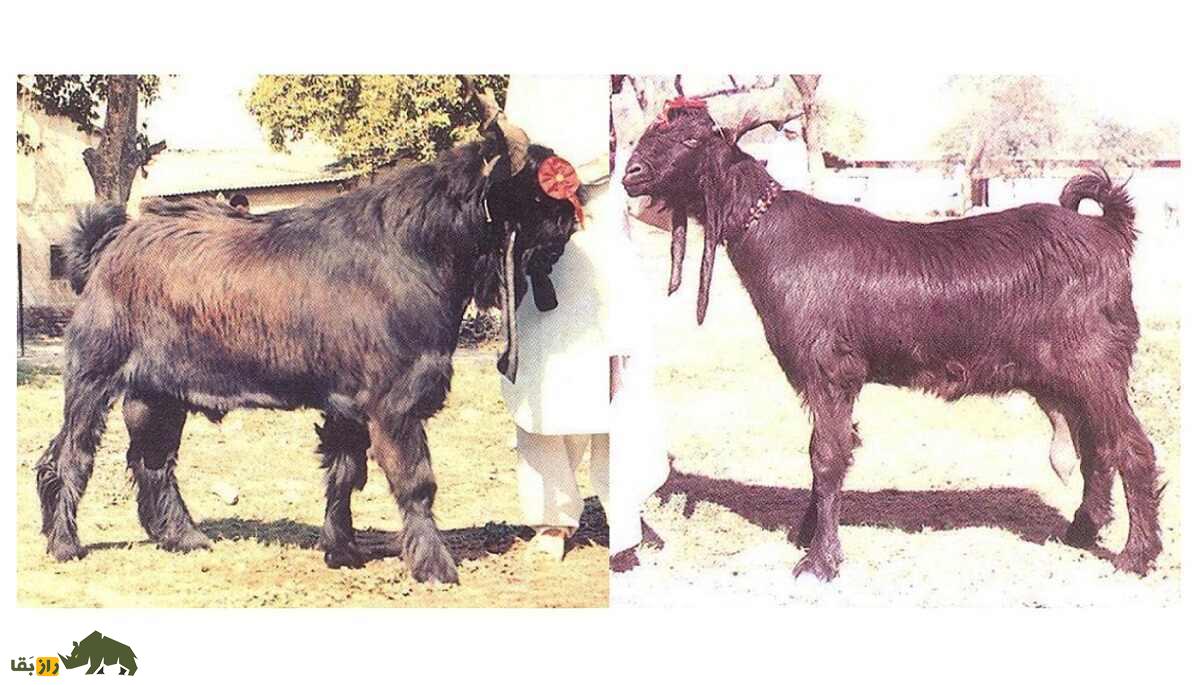 «بز دینپناه»؛ هیولای ۴۵۰ کیلویی پاکستانی که روزی ۲.۵ لیتر شیر میدهد «بز دینپناه»؛ هیولای ۴۵۰ کیلویی پاکستانی که روزی ۲.۵ لیتر شیر میدهد