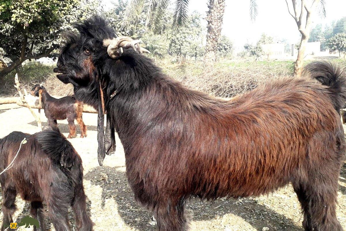 «بز دینپناه»؛ هیولای ۴۵۰ کیلویی پاکستانی که روزی ۲.۵ لیتر شیر میدهد «بز دینپناه»؛ هیولای ۴۵۰ کیلویی پاکستانی که روزی ۲.۵ لیتر شیر میدهد