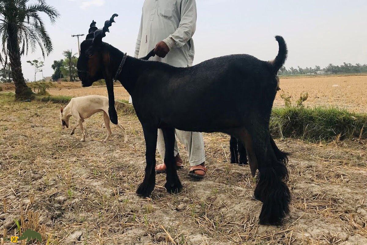 «بز دینپناه»؛ هیولای ۴۵۰ کیلویی پاکستانی که روزی ۲.۵ لیتر شیر میدهد «بز دینپناه»؛ هیولای ۴۵۰ کیلویی پاکستانی که روزی ۲.۵ لیتر شیر میدهد