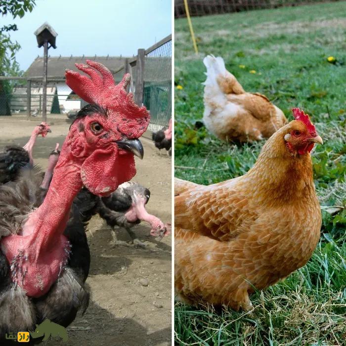 «مرغ برهنه»؛ مرغ فوق عجیب و ترسناک کاملا لخت که توسط اسرائیلیها ایجاد شد «مرغ برهنه»؛ مرغ فوق عجیب و ترسناک کاملا لخت که توسط اسرائیلیها ایجاد شد