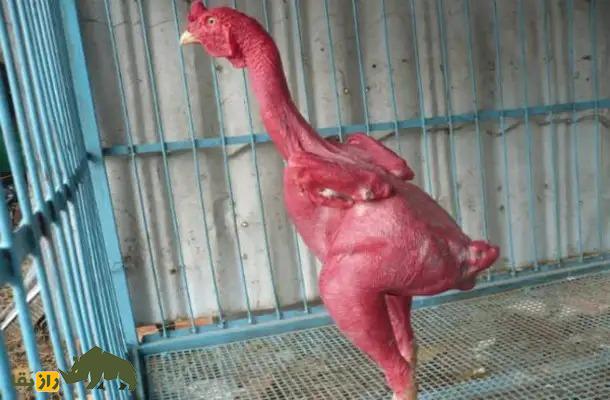 «مرغ برهنه»؛ مرغ فوق عجیب و ترسناک کاملا لخت که توسط اسرائیلیها ایجاد شد «مرغ برهنه»؛ مرغ فوق عجیب و ترسناک کاملا لخت که توسط اسرائیلیها ایجاد شد