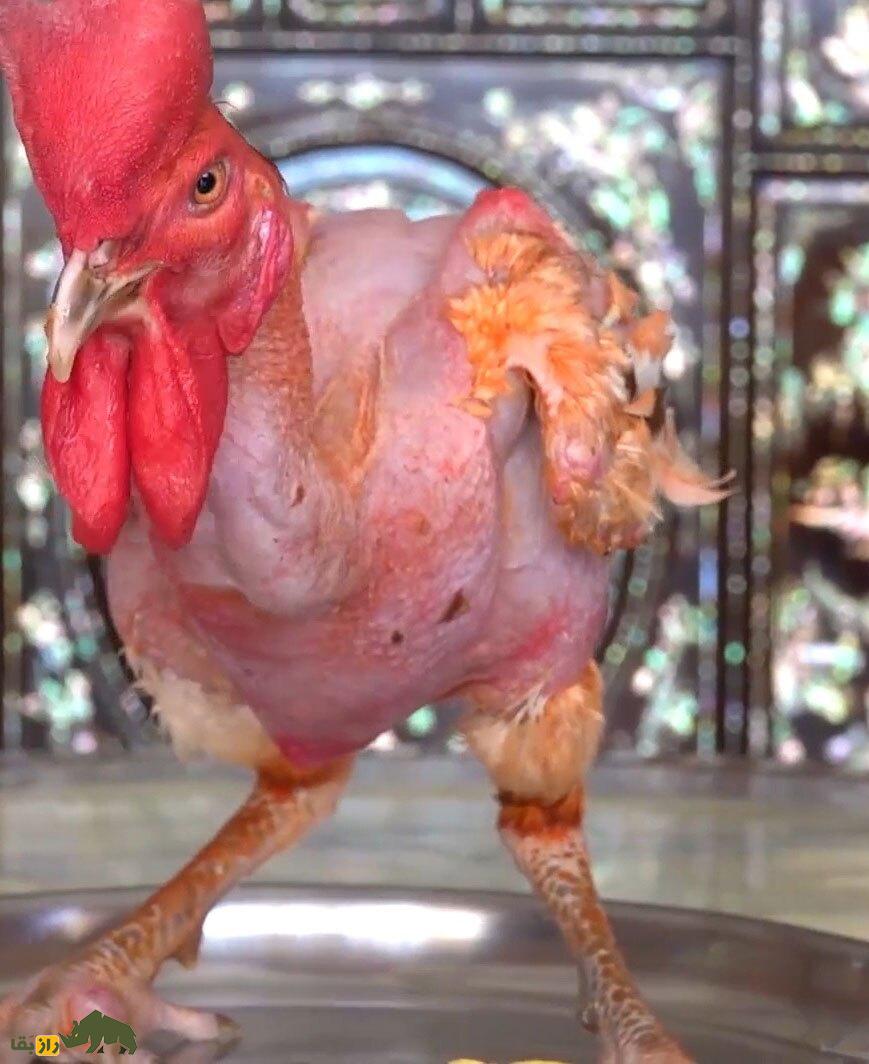 «مرغ برهنه»؛ مرغ ترسناک و کاملا لخت که توسط اسرائیلیها ایجاد شد! «مرغ برهنه»؛ مرغ ترسناک و کاملا لخت که توسط اسرائیلیها ایجاد شد!