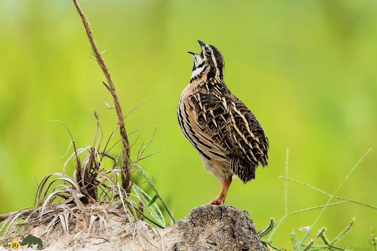 «بلدرچین بارانی»؛ پرنده‌ زیبای پاکستانی که نماد خشن‌ترین حکومت جهان شد!
