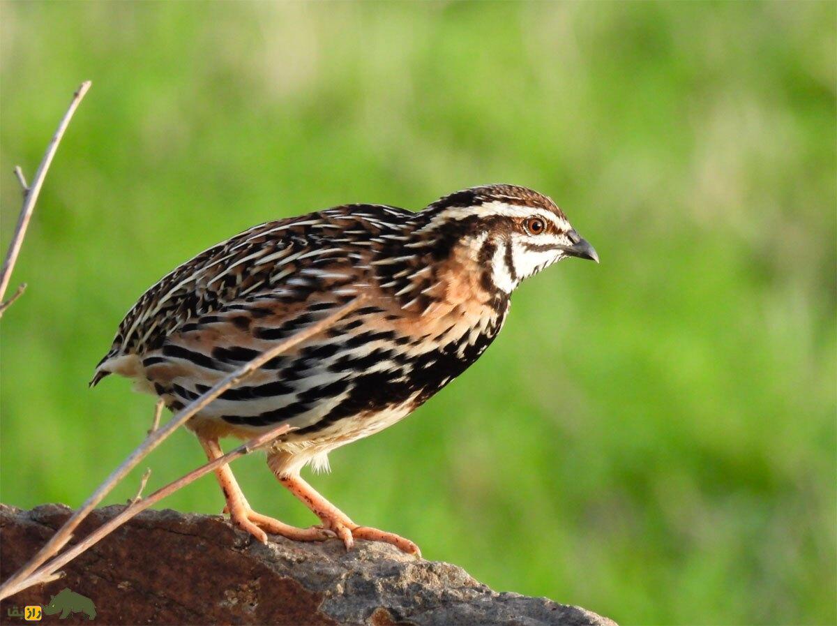 «بلدرچین بارانی»