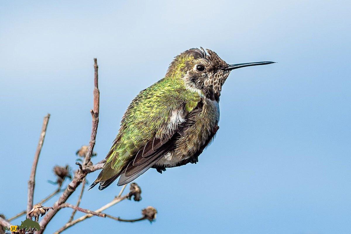 چطور مرغ مگس با این سرعت وحشتناک به چیزی برخورد نمیکند؟ چطور مرغ مگس با این سرعت وحشتناک به چیزی برخورد نمیکند؟