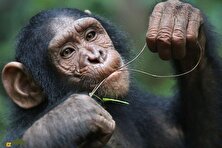 دانشمندان با «جاسوسی» از شامپانزه‌ها ۱۳ گیاه دارویی جادویی کشف کردند!