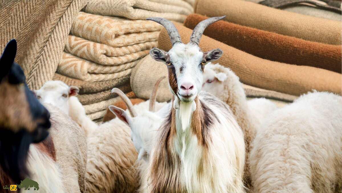 «بز کشمیری»؛ بز معروفی که سالی نزدیک ۴۰۰ گرم «پشم کشمیری» میدهد «بز کشمیری»؛ بز معروفی که سالی نزدیک ۴۰۰ گرم «پشم کشمیری» میدهد
