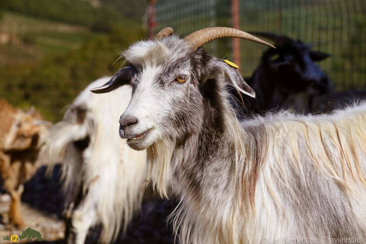 «بز کشمیری»؛ بز معروفی که سالی نزدیک ۴۰۰ گرم «پشم کشمیری» میدهد «بز کشمیری»؛ بز معروفی که سالی نزدیک ۴۰۰ گرم «پشم کشمیری» میدهد