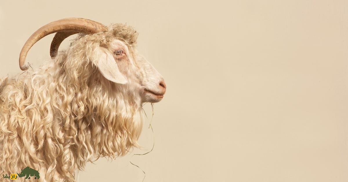 «بز کشمیری»؛ بز معروفی که سالی نزدیک ۴۰۰ گرم «پشم کشمیری» میدهد «بز کشمیری»؛ بز معروفی که سالی نزدیک ۴۰۰ گرم «پشم کشمیری» میدهد