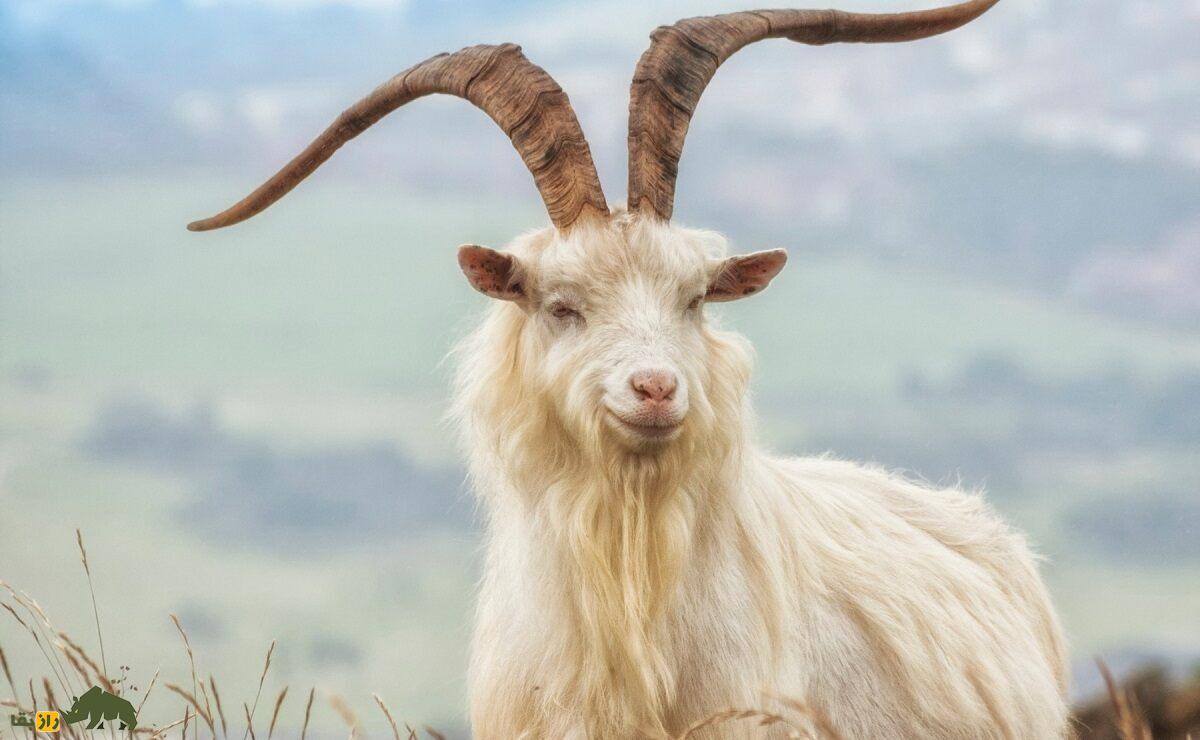 «بز کشمیری»؛ بز معروفی که سالی نزدیک ۴۰۰ گرم «پشم کشمیری» میدهد «بز کشمیری»؛ بز معروفی که سالی نزدیک ۴۰۰ گرم «پشم کشمیری» میدهد