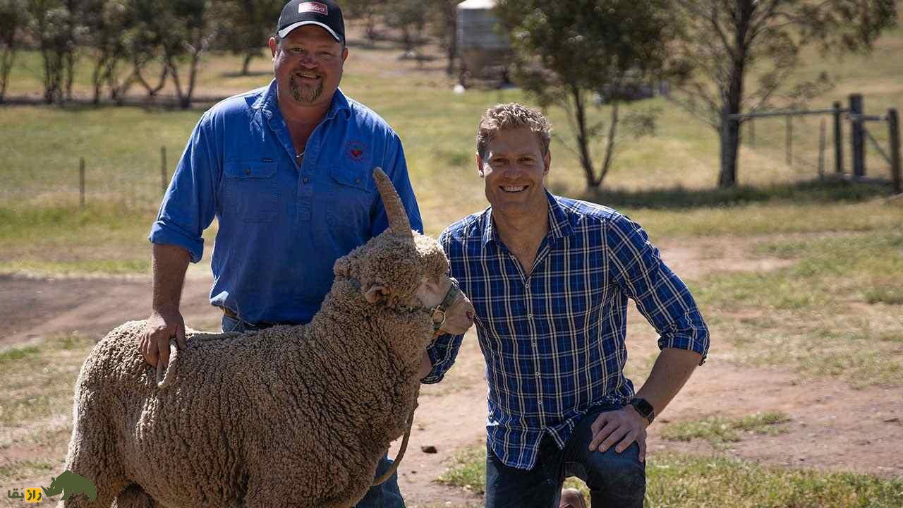 گوسفند «یعقوب» تک‌شاخ؛ گوسفند انگلیسی که از عجایب جهان امروز بود