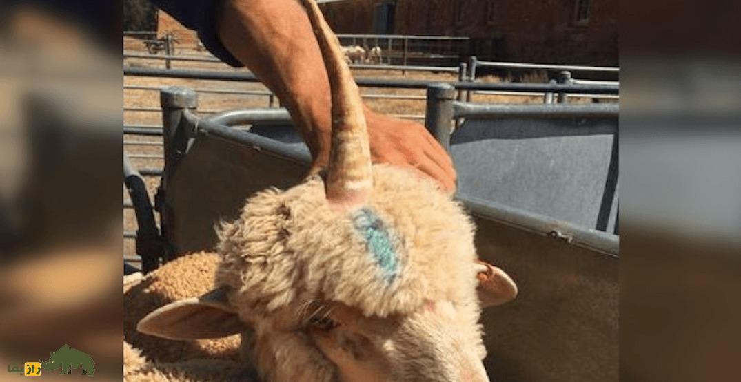 گوسفند «یعقوب» تک‌شاخ؛ گوسفند انگلیسی که از عجایب جهان امروز بود