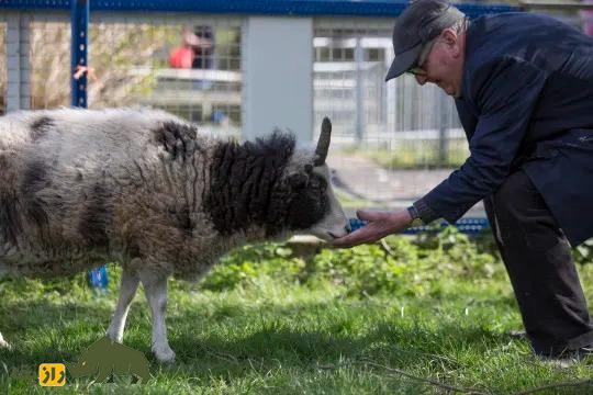 گوسفند «یعقوب» تک‌شاخ؛ گوسفند انگلیسی که از عجایب جهان امروز بود