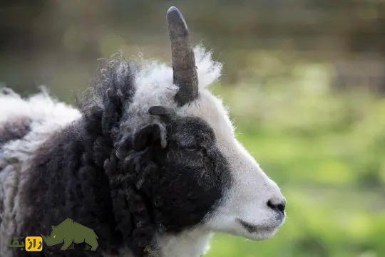 گوسفند «یعقوب» تک‌شاخ؛ گوسفند انگلیسی که از عجایب جهان امروز بود