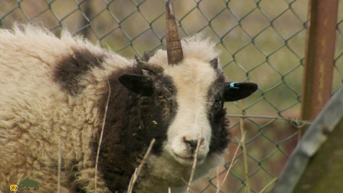 گوسفند «یعقوب» تک‌شاخ؛ گوسفند انگلیسی که از عجایب جهان امروز بود