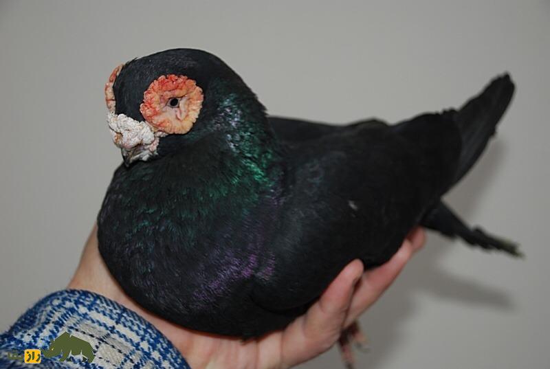 کبوتر بارب؛ کبوتر عجیب خاورمیانه‌ای که به پرنده «بی‌رحم» معروف است