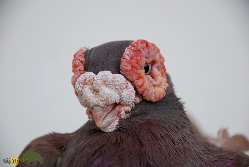 کبوتر بارب؛ کبوتر عجیب خاورمیانه‌ای که به پرنده «بی‌رحم» معروف است