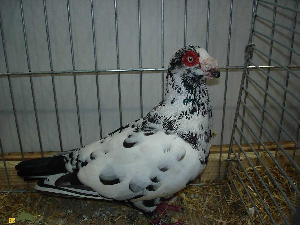 کبوتر بارب؛ کبوتر عجیب خاورمیانه‌ای که به پرنده «بی‌رحم» معروف است