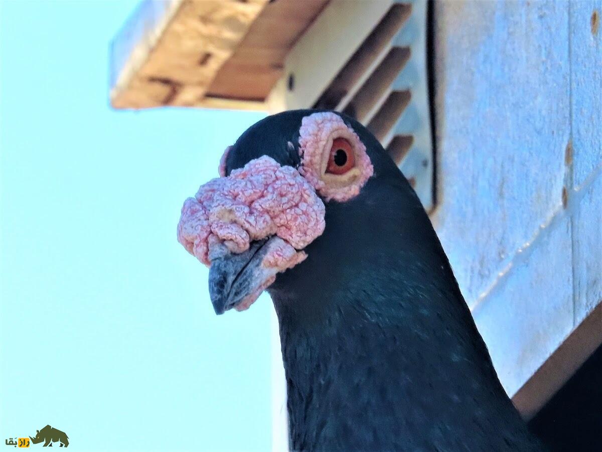 کبوتر بارب؛ کبوتر عجیب خاورمیانه‌ای که به پرنده «بی‌رحم» معروف است