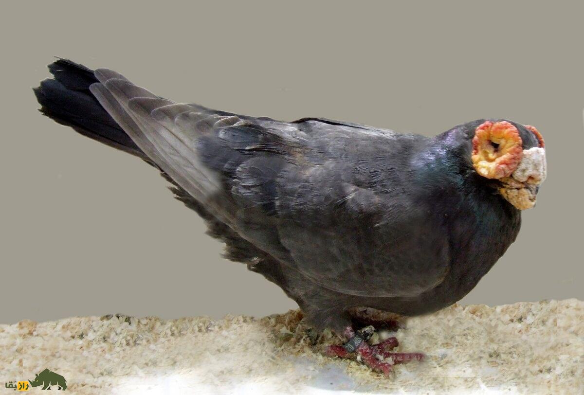 کبوتر بارب؛ کبوتر عجیب خاورمیانه‌ای که به پرنده «بی‌رحم» معروف است