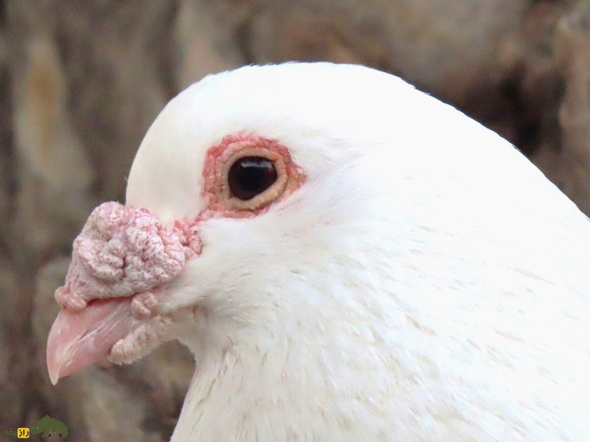 کبوتر بارب؛ کبوتر عجیب خاورمیانه‌ای که به پرنده «بی‌رحم» معروف است