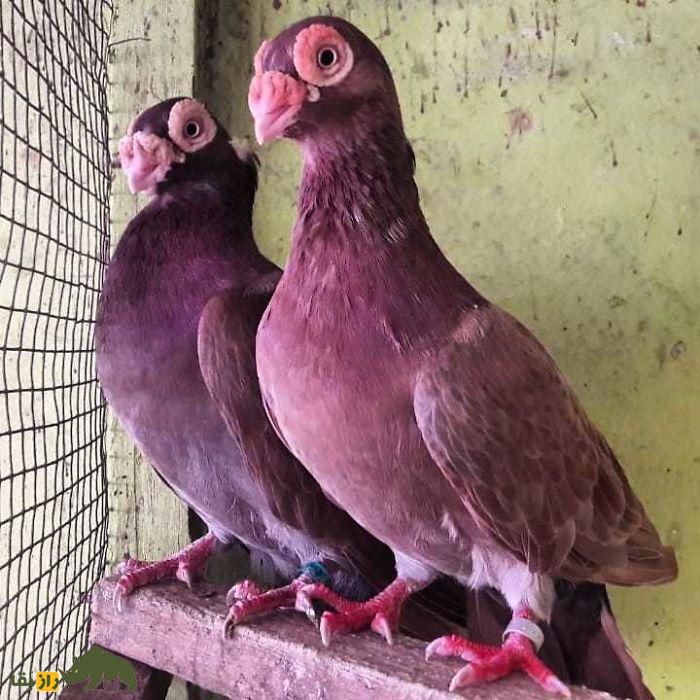 کبوتر بارب؛ کبوتر «بی‌رحم» خاورمیانه‌ای با یک گل گوشتی روی صورتش که قدیمی‌ترین کبوتر جهان است