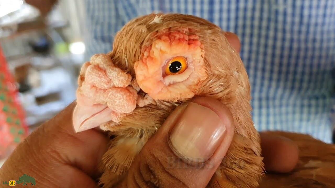 کبوتر بارب؛ کبوتر «بی‌رحم» خاورمیانه‌ای با یک گل گوشتی روی صورتش که قدیمی‌ترین کبوتر جهان است