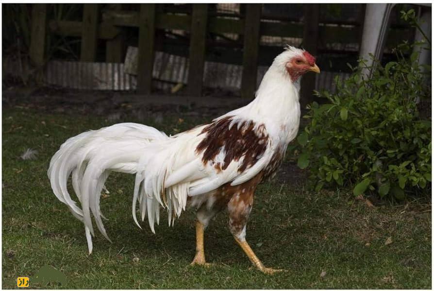 مرغ یوکوهاما؛ مرغ زینتی عجیبی که دمش شبیه طاووس است مرغ یوکوهاما؛ مرغ زینتی عجیبی که دمش شبیه طاووس است