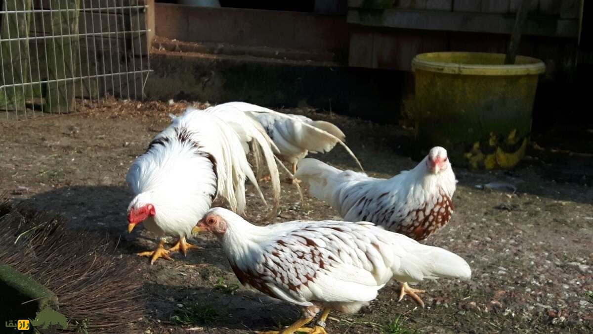 مرغ یوکوهاما؛ مرغ زینتی عجیبی که دمش شبیه طاووس است مرغ یوکوهاما؛ مرغ زینتی عجیبی که دمش شبیه طاووس است