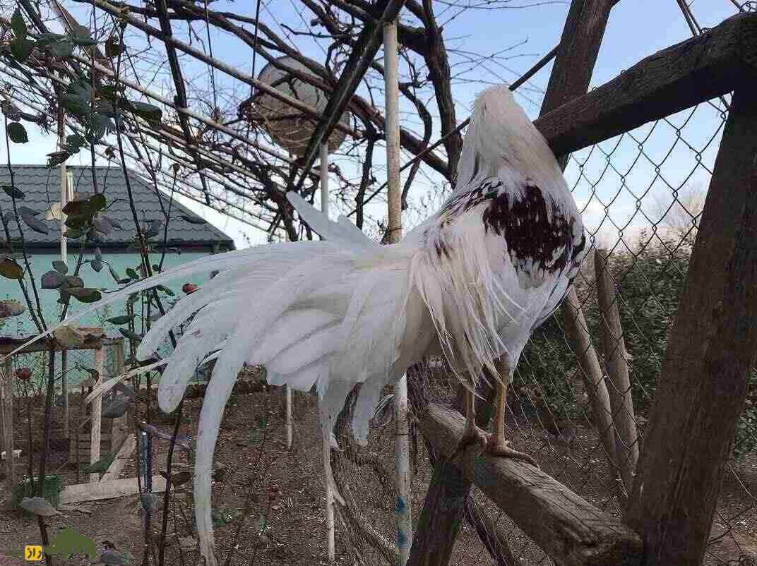 مرغ یوکوهاما؛ مرغ زینتی عجیبی که دمش شبیه طاووس است مرغ یوکوهاما؛ مرغ زینتی عجیبی که دمش شبیه طاووس است