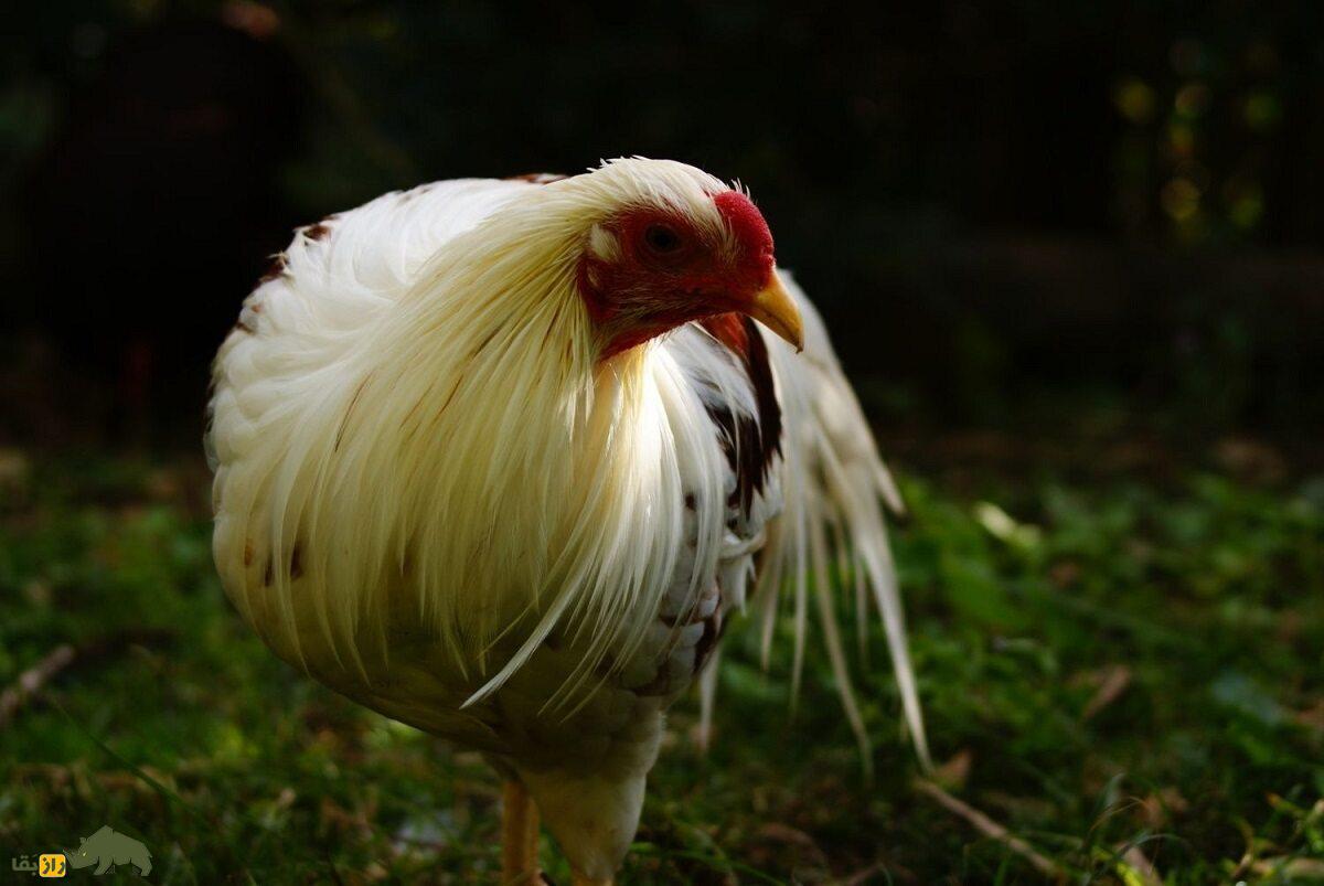 مرغ یوکوهاما؛ مرغ زینتی عجیبی که دمش شبیه طاووس است مرغ یوکوهاما؛ مرغ زینتی عجیبی که دمش شبیه طاووس است