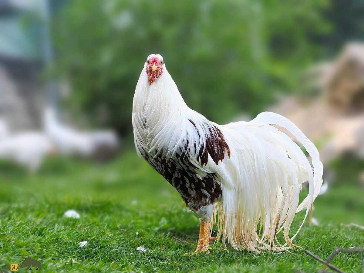 مرغ یوکوهاما؛ مرغ زینتی عجیبی که دمش شبیه طاووس است مرغ یوکوهاما؛ مرغ زینتی عجیبی که دمش شبیه طاووس است