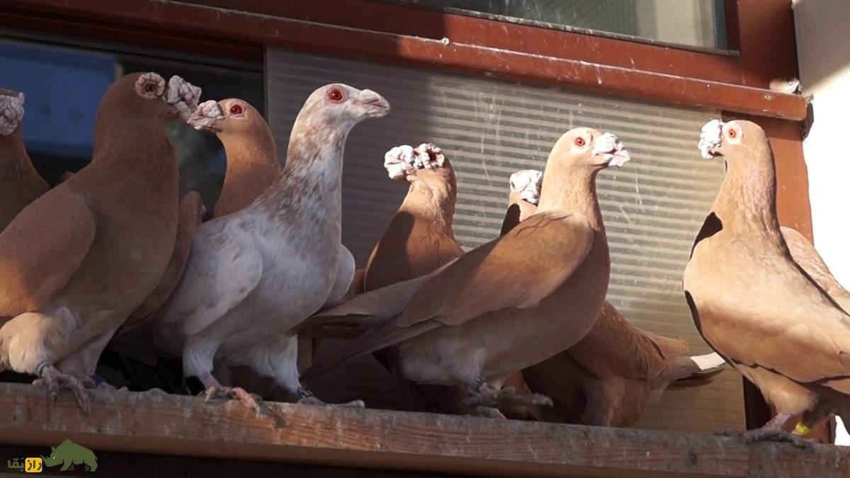 کبوتر اژدها؛ پرنده انگلیسی عجیبی که ریشهاش به ایرانیها میرسد کبوتر اژدها؛ پرنده انگلیسی عجیبی که ریشهاش به ایرانیها میرسد