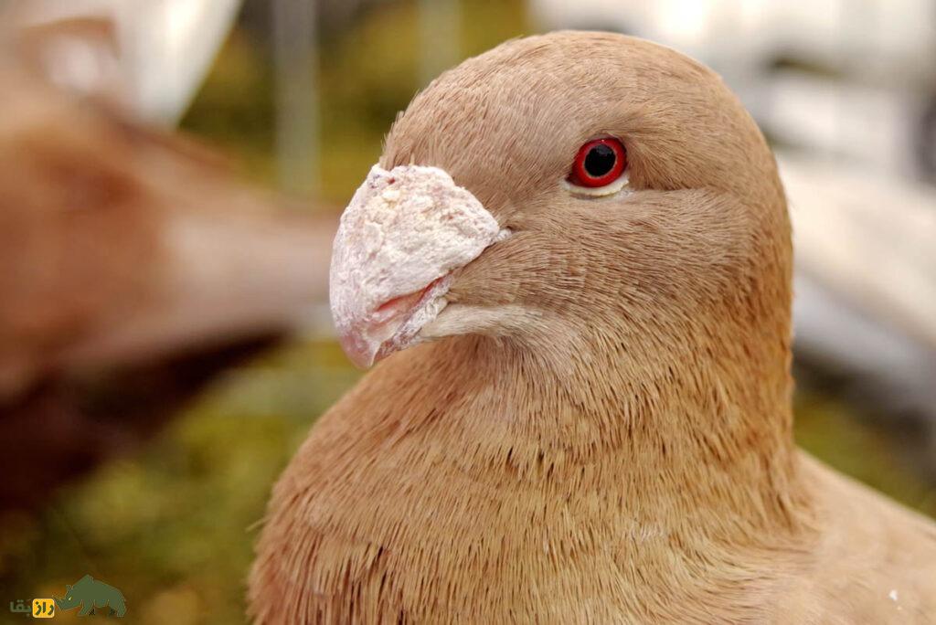 کبوتر اژدها؛ پرنده انگلیسی عجیبی که ریشهاش به ایرانیها میرسد کبوتر اژدها؛ پرنده انگلیسی عجیبی که ریشهاش به ایرانیها میرسد