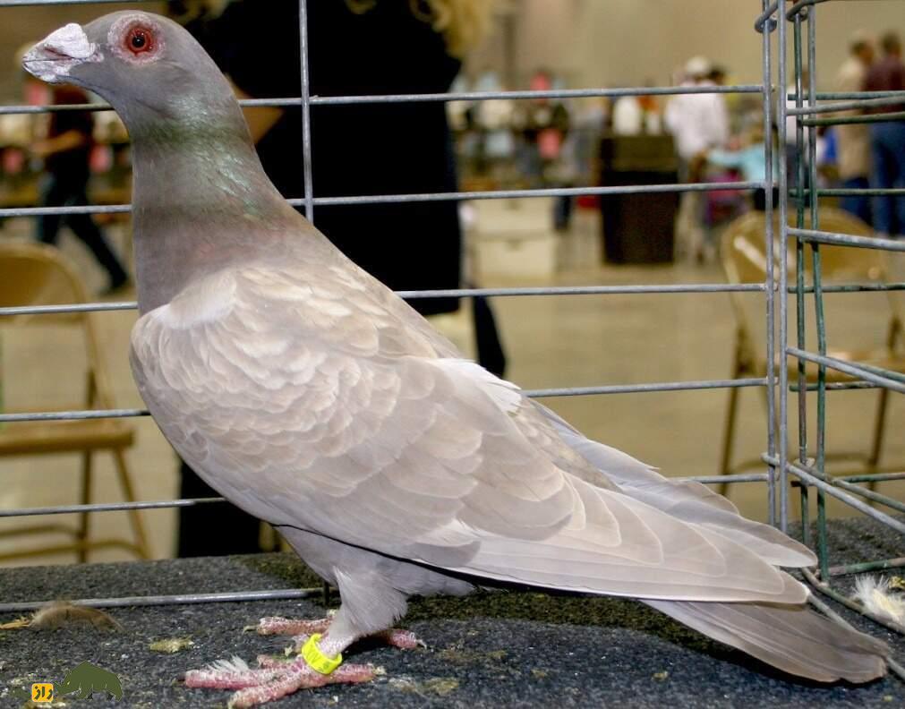 کبوتر اژدها؛ پرنده انگلیسی عجیبی که ریشهاش به ایرانیها میرسد کبوتر اژدها؛ پرنده انگلیسی عجیبی که ریشهاش به ایرانیها میرسد