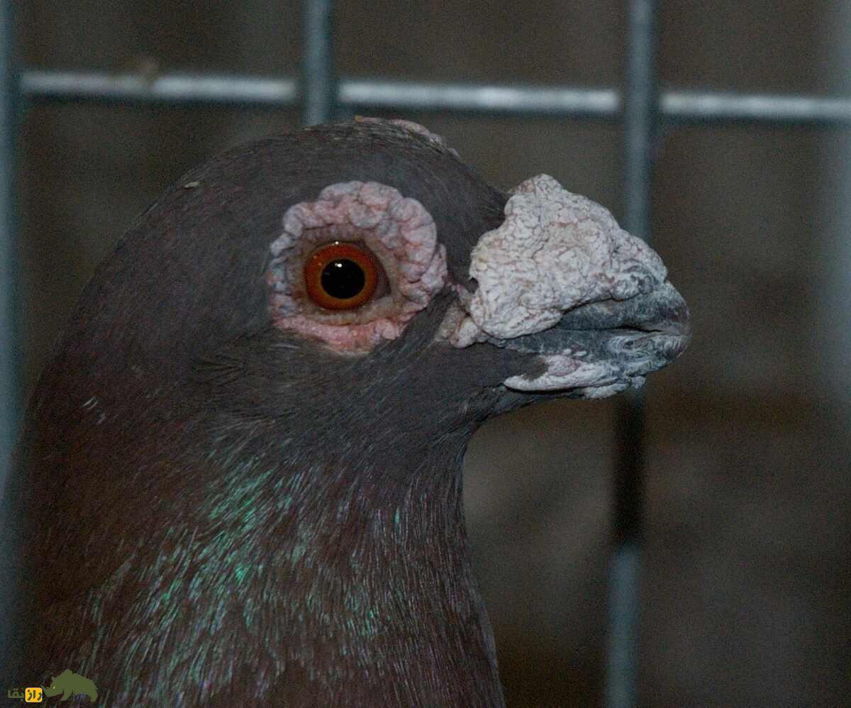 کبوتر اژدها؛ پرنده انگلیسی عجیبی که ریشهاش به ایرانیها میرسد کبوتر اژدها؛ پرنده انگلیسی عجیبی که ریشهاش به ایرانیها میرسد