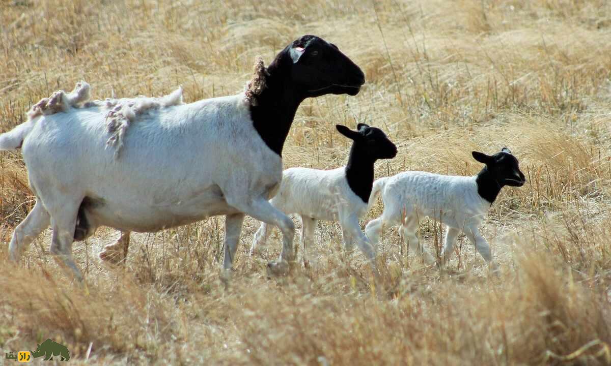 گوسفند «دورپِر»؛ گوسفندی با ریشه ایرانی که بهترین پوست جهان را دارد