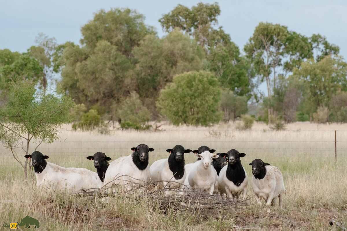 گوسفند «دورپِر»؛ گوسفندی با ریشه ایرانی که بهترین پوست جهان را دارد