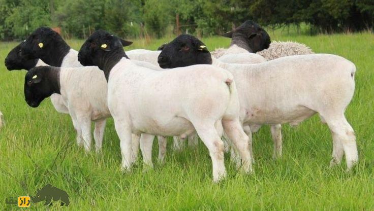 گوسفند «دورپِر»؛ گوسفندی با ریشه ایرانی که بهترین پوست جهان را دارد