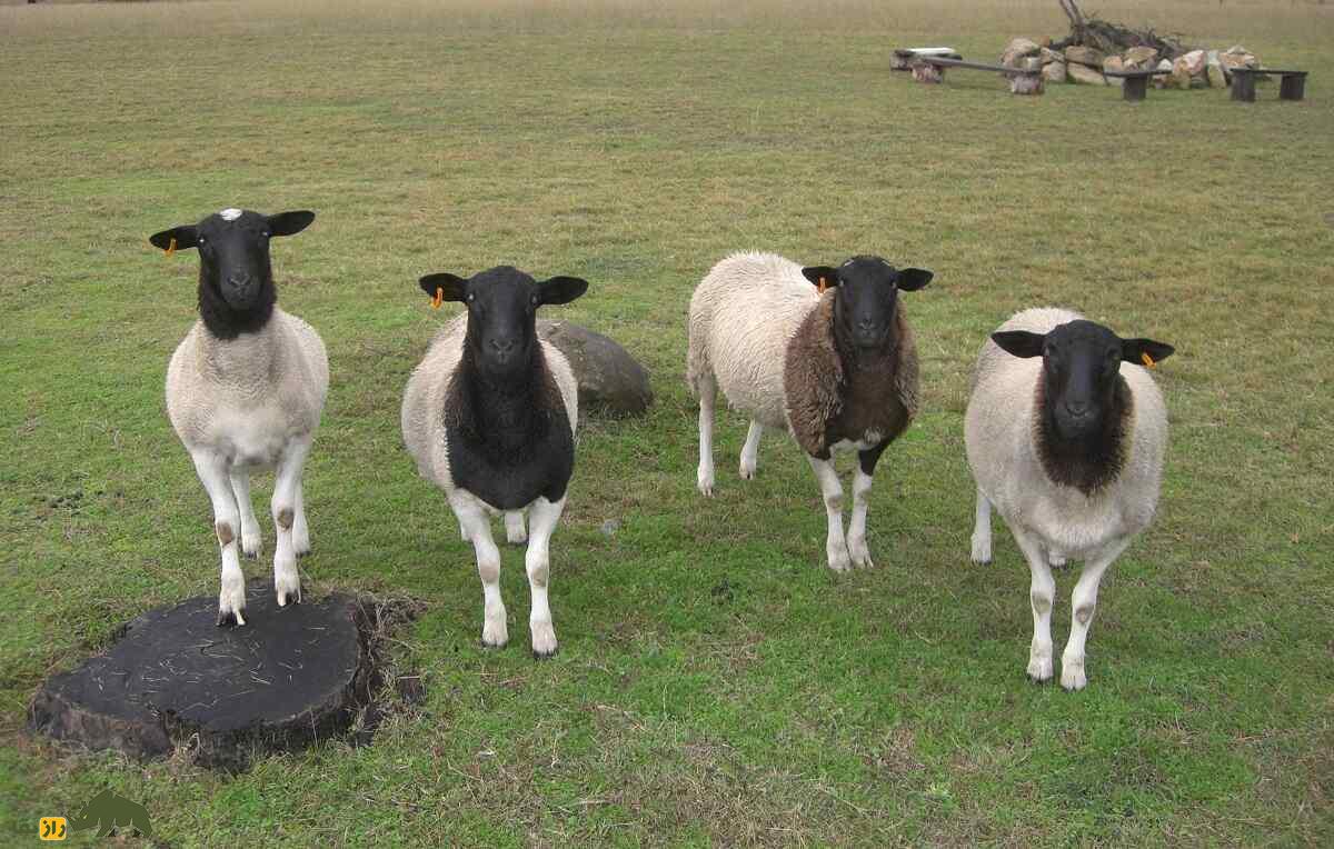 گوسفند «دورپِر»؛ گوسفندی با ریشه ایرانی که بهترین پوست جهان را دارد