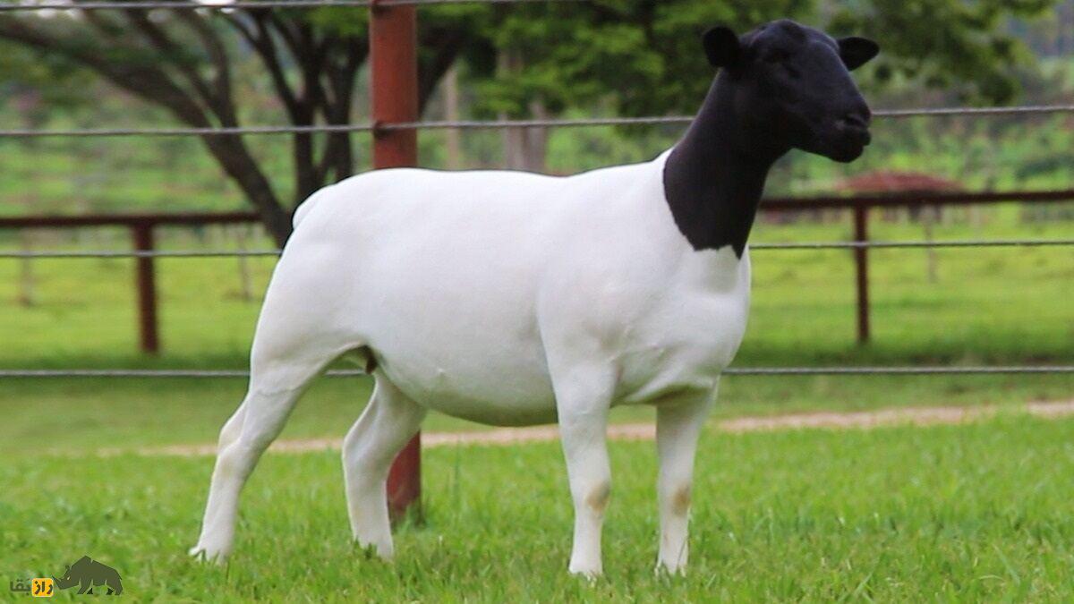 گوسفند «دورپِر»؛ گوسفندی با ریشه ایرانی که بهترین پوست جهان را دارد