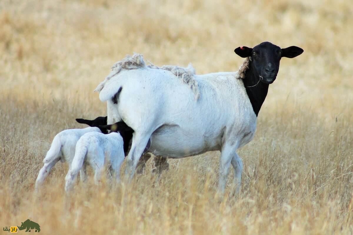 گوسفند «دورپِر»؛ گوسفندی با ریشه ایرانی که بهترین پوست جهان را دارد
