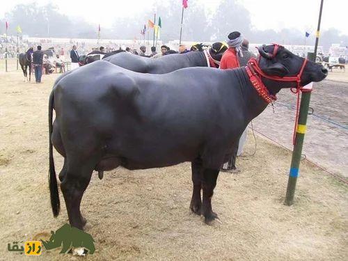 بوفالوی سورتی؛ گاومیش هندی که ۲۰۰۰ کیلو شیر می‌دهد